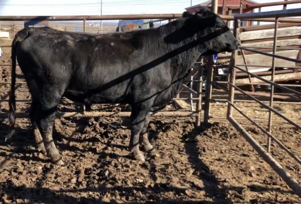 angus cows for sale - Image 2