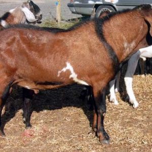 Newbian Goats for Sale