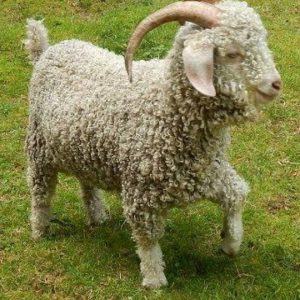 ANGORA GOATS FOR SALE