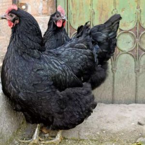 Australorp Chicken for sale