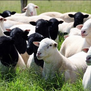 DORPER SHEEP FOR SALE