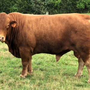 beef masters