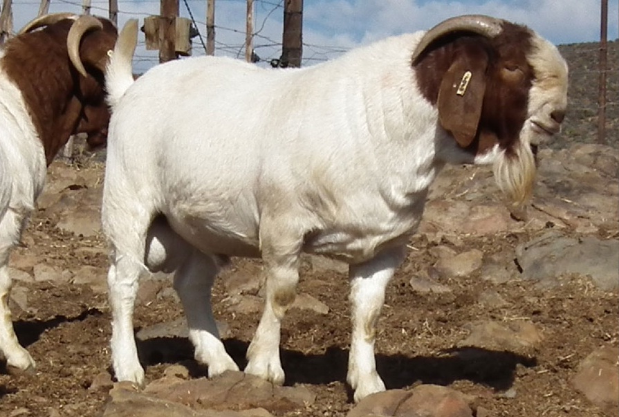 breeding boer goats for sale​