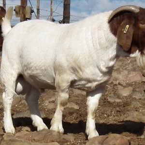 Goats for Sale