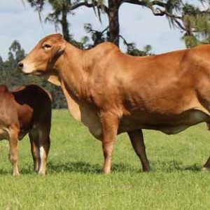 Brahman Cattle: