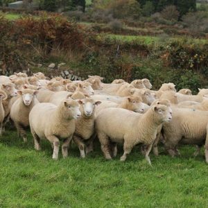 Dorset Sheep For Sale