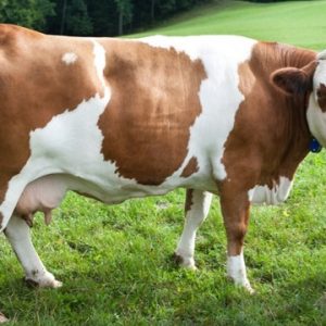 FLECKVIEH COWS FOR SALE