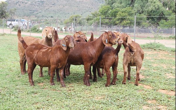 KALAHARI RED GOATS FOR SALE1 - Image 2