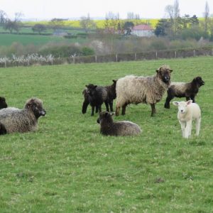 LEICESTER SHEEP FOR SALE