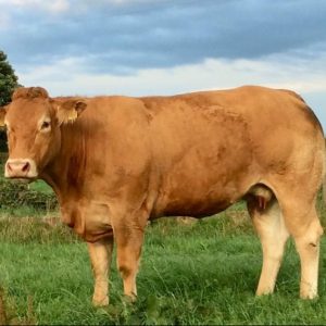 Limousin cattle