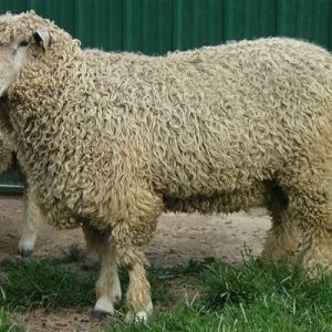 LINCOLN SHEEP FOR SALE