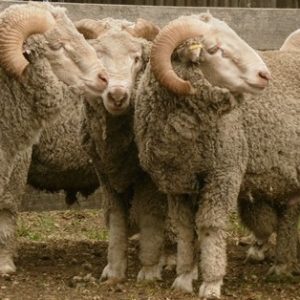 Merino Sheep For Sale