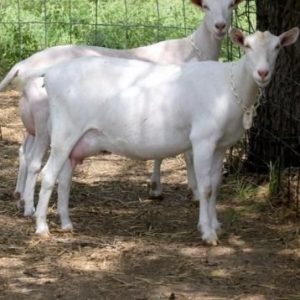WHITE SAANEN GOAT FOR SALE