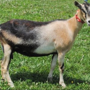 TOGGENBURG GOATS FOR SALE