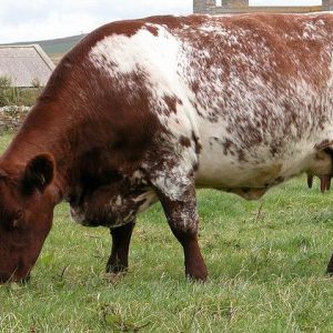 milking shorthorn