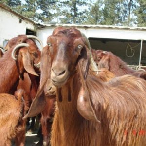 Shami Goats for Sale