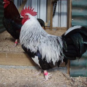 Dorking Chicken for sale