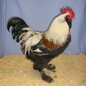 Faverolles Chicken for sale