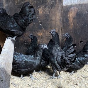 Hmong Chickens for sale