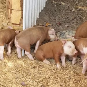 Hereford Pigs for sale