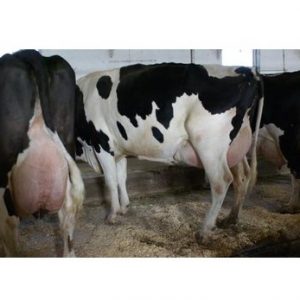 HOLSTEIN COWS FOR SALE