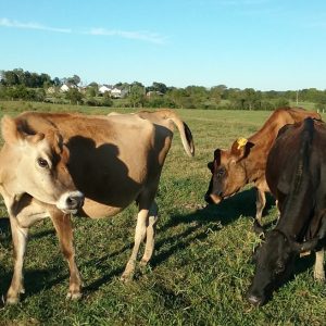 JERSEY COWS FOR SALE21