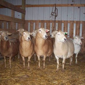 KATAHDIN SHEEP FOR SALE
