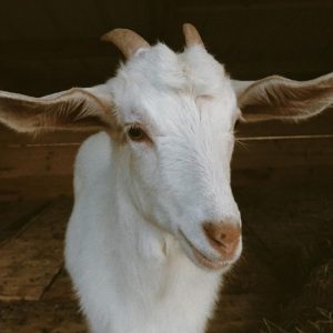 KIKO GOATS FOR SALE