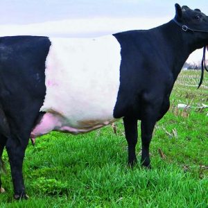 LAKENVELDER CATTLE FOR SALE