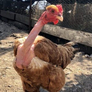 Naked Neck chicken for sale
