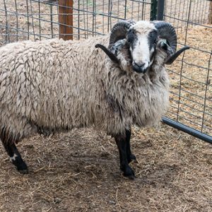 NAVAJO CHURRO SHEEP FOR SALE