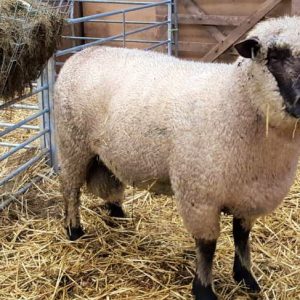 SHROPSHIRE SHEEP FOR SALE