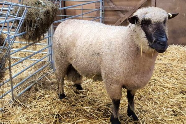 SHROPSHIRE SHEEP FOR SALE