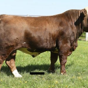 SIMMENTAL CATTLE FOR SALE