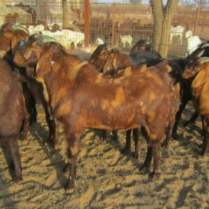 SIROHI GOAT FOR SALE