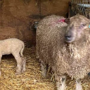 WENSLEYDALE SHEEP FOR SALE
