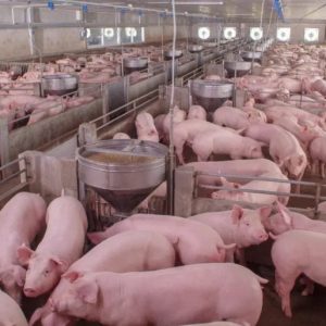 American Yorkshire Pigs for sale
