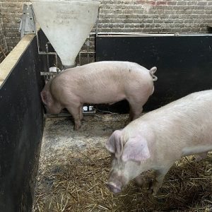 Danish Landrace Pig for sale
