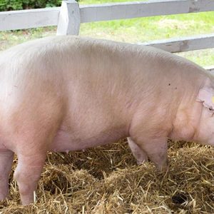 Chester White Pigs for sale