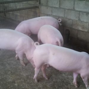 Large White Pigs for sale