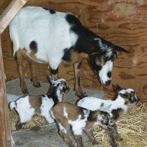 NIGERIAN DWARF GOATS FOR SALE