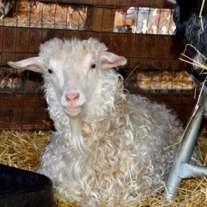 PYGORA GOAT FOR SALE
