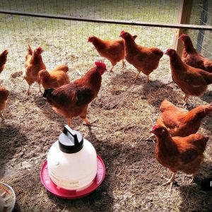 Rhode Island Red for sale
