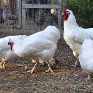 Rhode Island White for sale