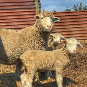 TARGHEE SHEEP FOR SALE