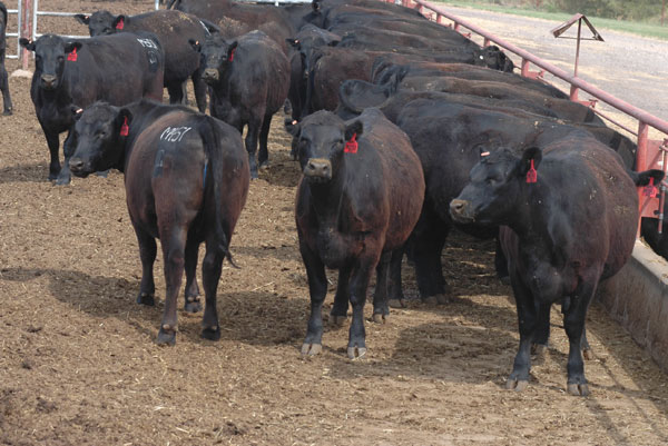 livestock farm animals for sale