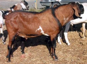 nubian breeders